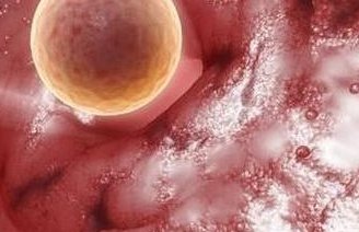 试管移植49天后，杨梅可以少量吃，但生冷食物要忌口哦